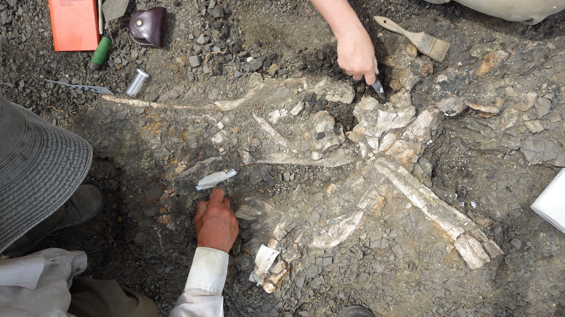 Featured image for "Discovery of New Aquatic Predator: Walhalla Dinosaur Fossil Unveils Ancient Species"