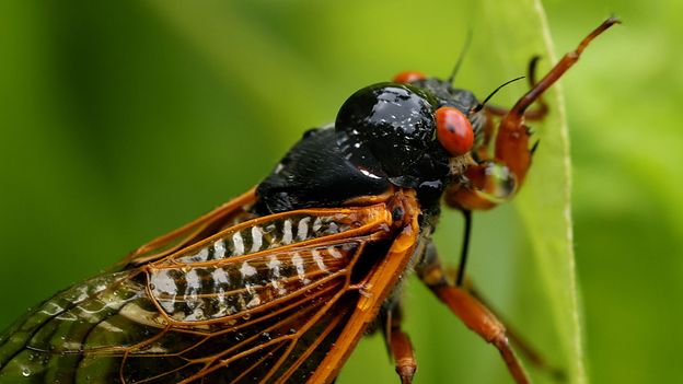 "Anticipating the Unprecedented: A Rare Double Cicada Emergence in 2024"