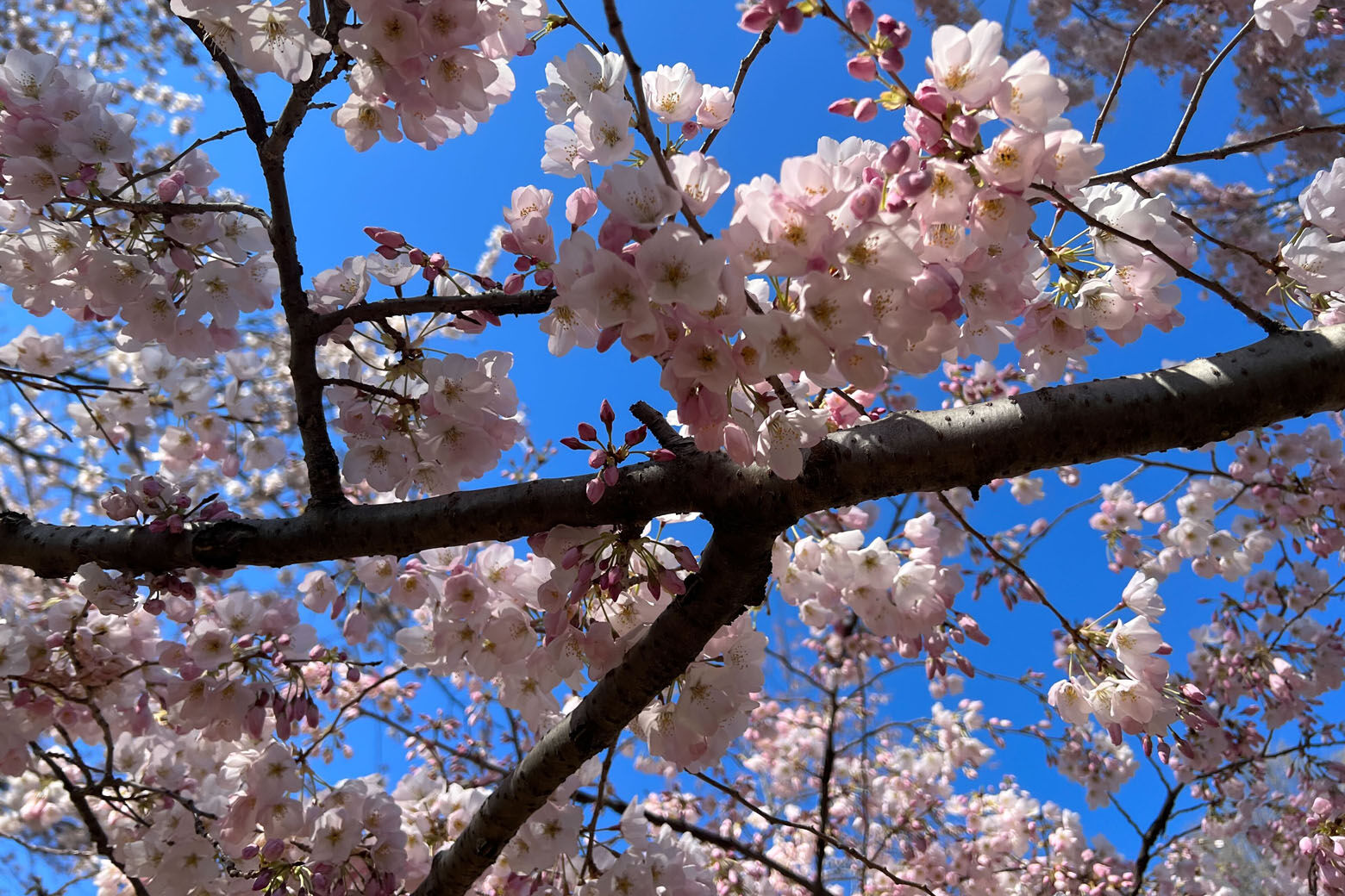 Cherry blossom season brings traffic woes to DC.