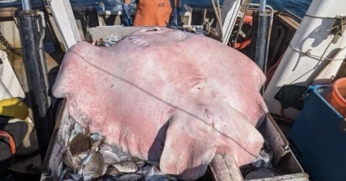 Featured image for Rare 400-pound Stingray Caught in Long Island Sound