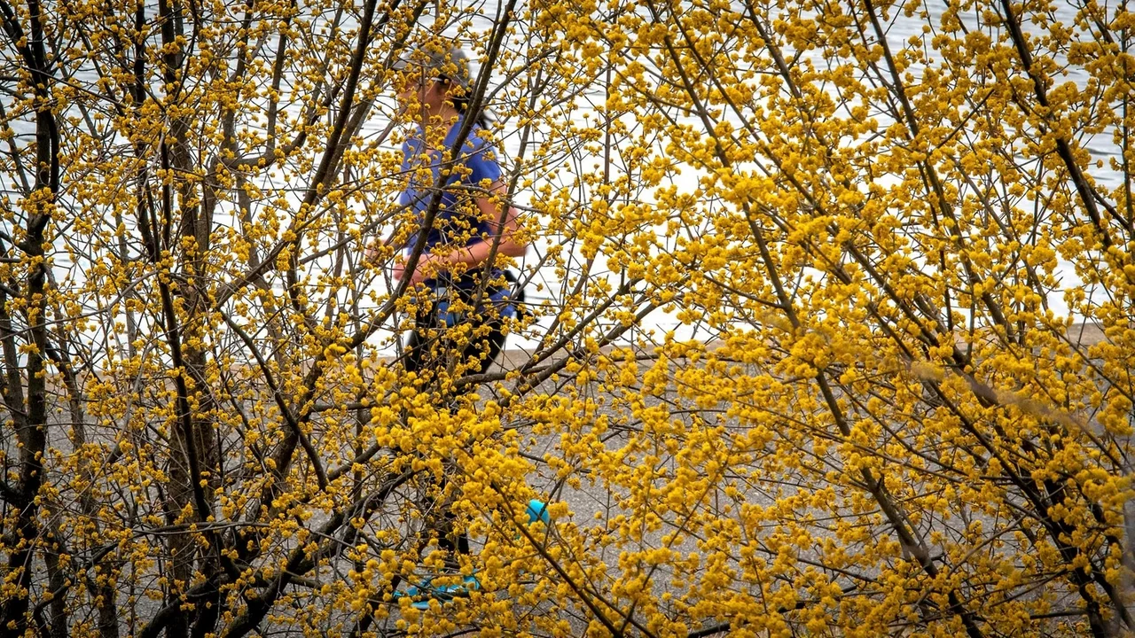 Wet Winter Spurs a Brutal Tree Pollen Season on Long Island