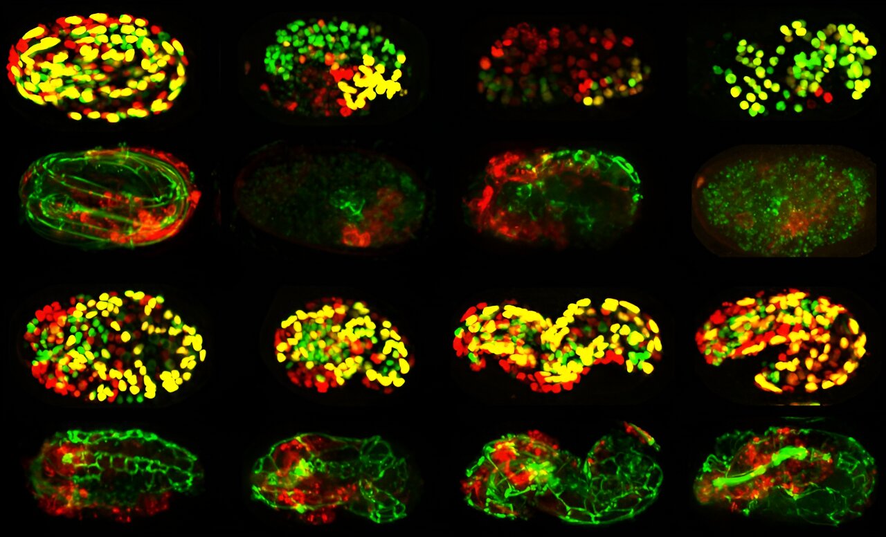 Featured image for "New Atlas Reveals Gene Functions in Early Embryo Development"