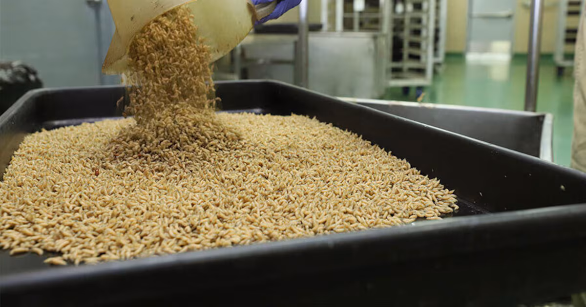 Featured image for US and Mexico Collaborate to Combat Flesh-Eating Parasite Threat