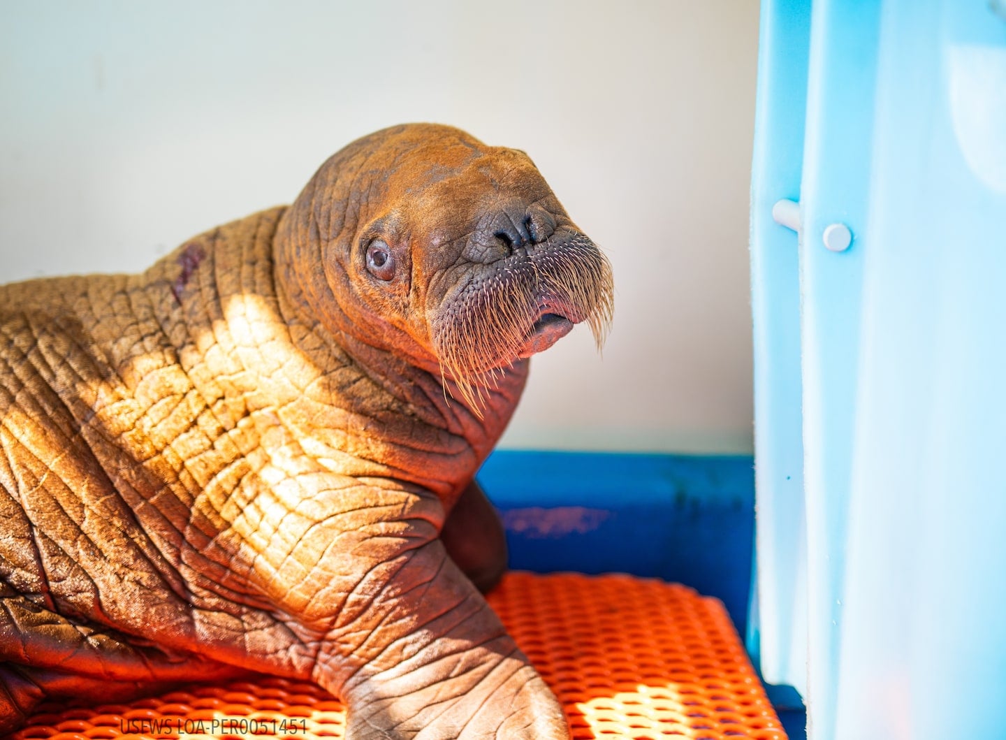 Featured image for Tragic Loss: Rescued Walrus Calf Receiving Round-the-Clock Cuddles Passes Away