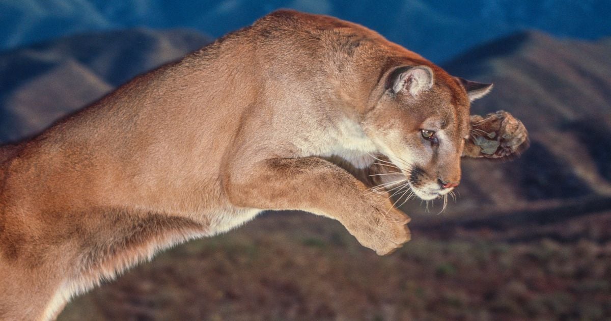 Featured image for "Friends' Heroic Battle: Cyclist Saved from Cougar Attack"