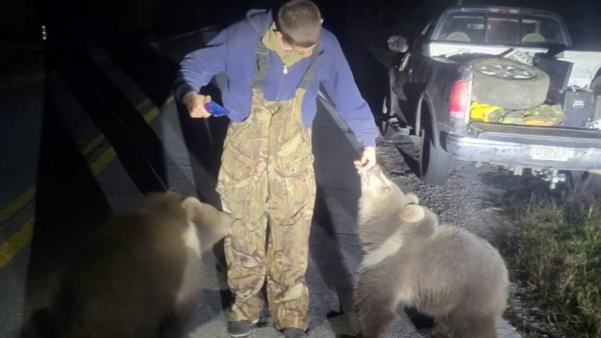 Featured image for Alaskan Kodiak Bear Cubs Found Roaming in Florida