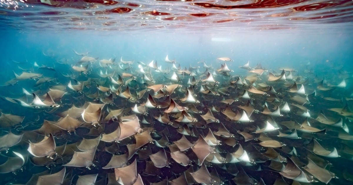 Featured image for Mass Migration of Rays Offers a Calming Visual Spectacle