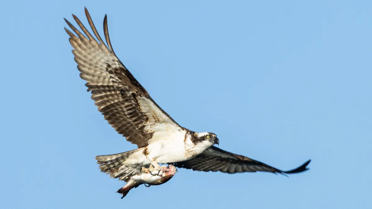 Featured image for Fish and Birds Cause Unexpected Fires in Canada