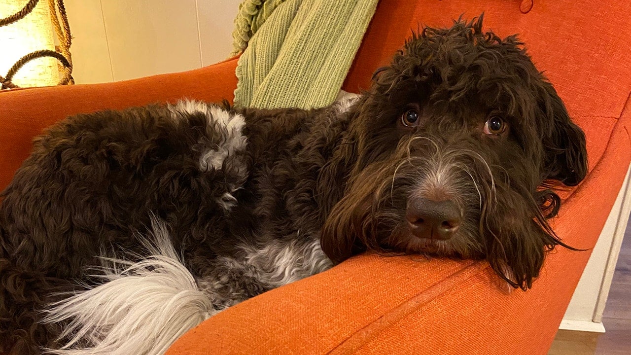 Featured image for Pennsylvania Dog Devours $4K, Leaving Family in Expensive Shreds