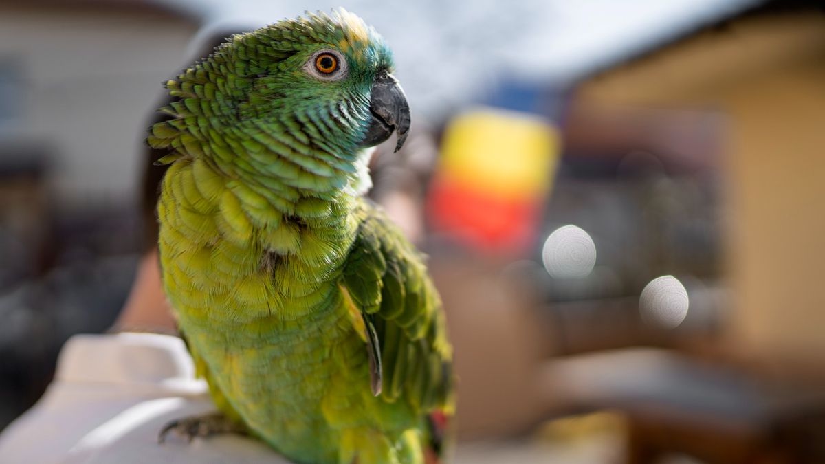 Featured image for "Deadly 'Parrot Fever' Outbreak Claims Lives in 5 European Countries"