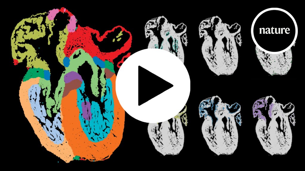 Featured image for "Unveiling the Intricate Map of Developing Human Heart Cells"