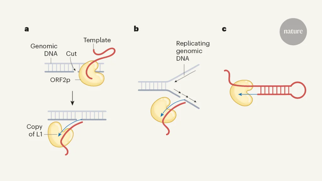 "Visualizing Genetic Copy-and-Paste Machinery in Action"