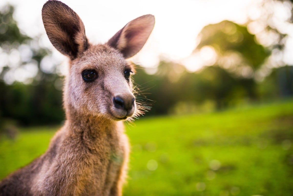 Featured image for "Joyful Kangaroo Embraces Ocean Bliss in Unforgettable Day!"