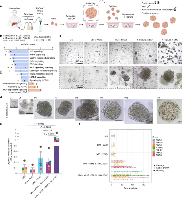 Featured image for Human Assembloids Mimic Periportal Liver Tissue In Vitro