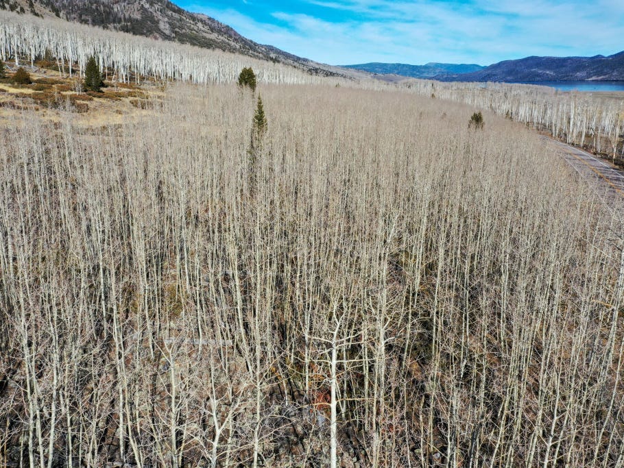 Featured image for "Therapeutic Benefits of Listening to Underground Sounds from Earth's Largest Organism"