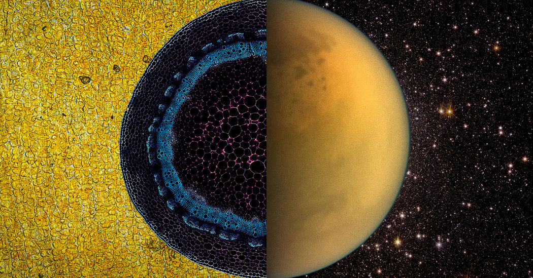 Featured image for "Quantifying Earth's Biodiversity: A Comprehensive Assessment"