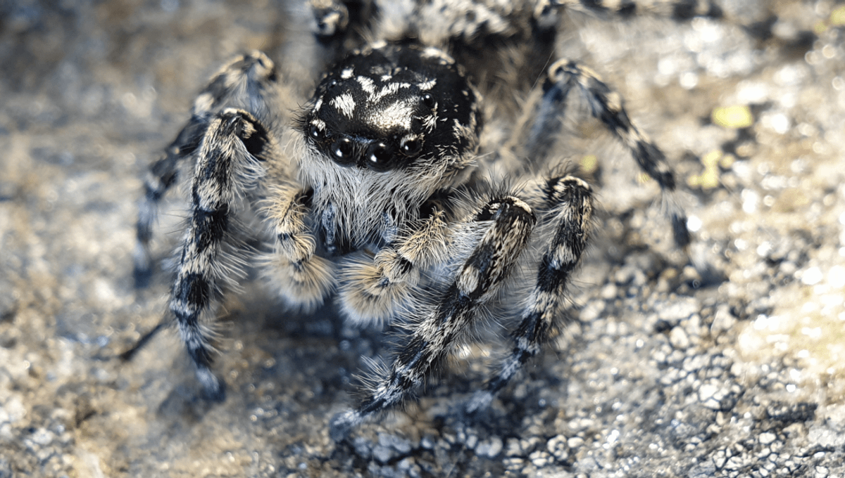 Featured image for New Jumping Spider Genus Discovered in New Zealand's Mountains