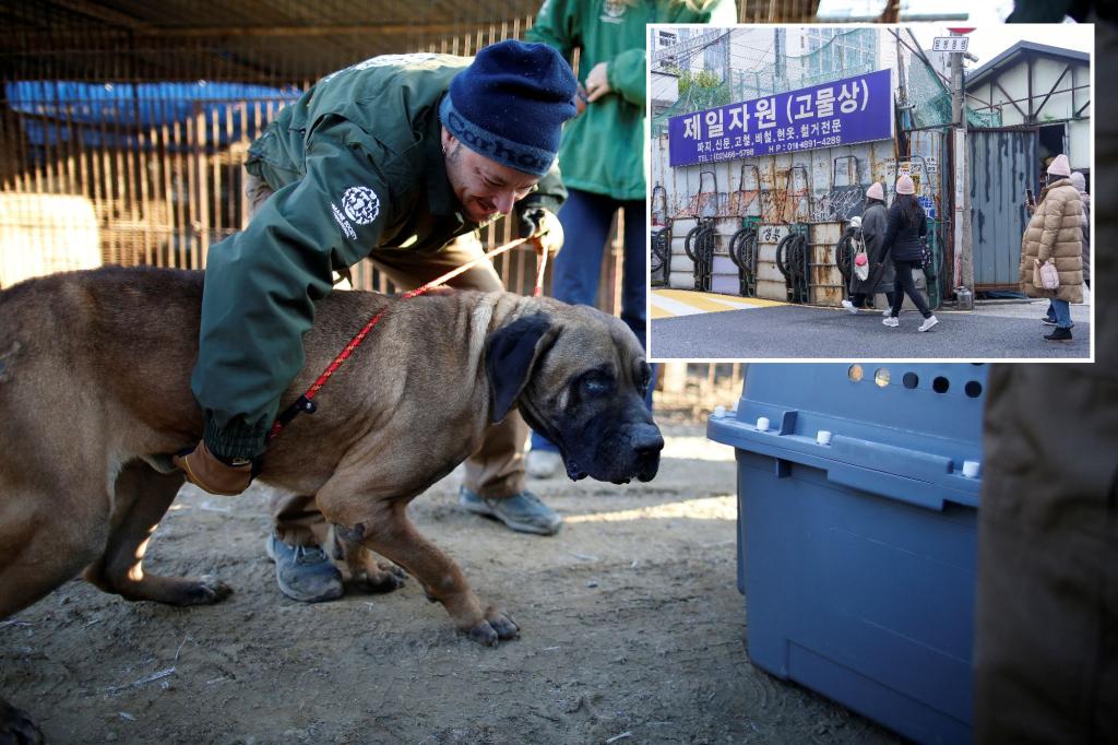 Featured image for South Korea's Ban on Dog Meat: A Victory for Animal Rights and Changing Attitudes