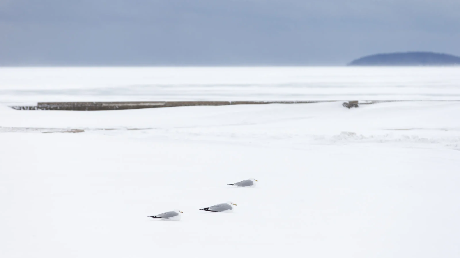 UP bears the brunt as Michigan’s blizzard dumps near 40 inches