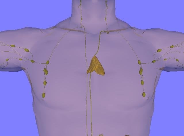 Featured image for The Surprising Lifesaving Role of the Thymus in Adults