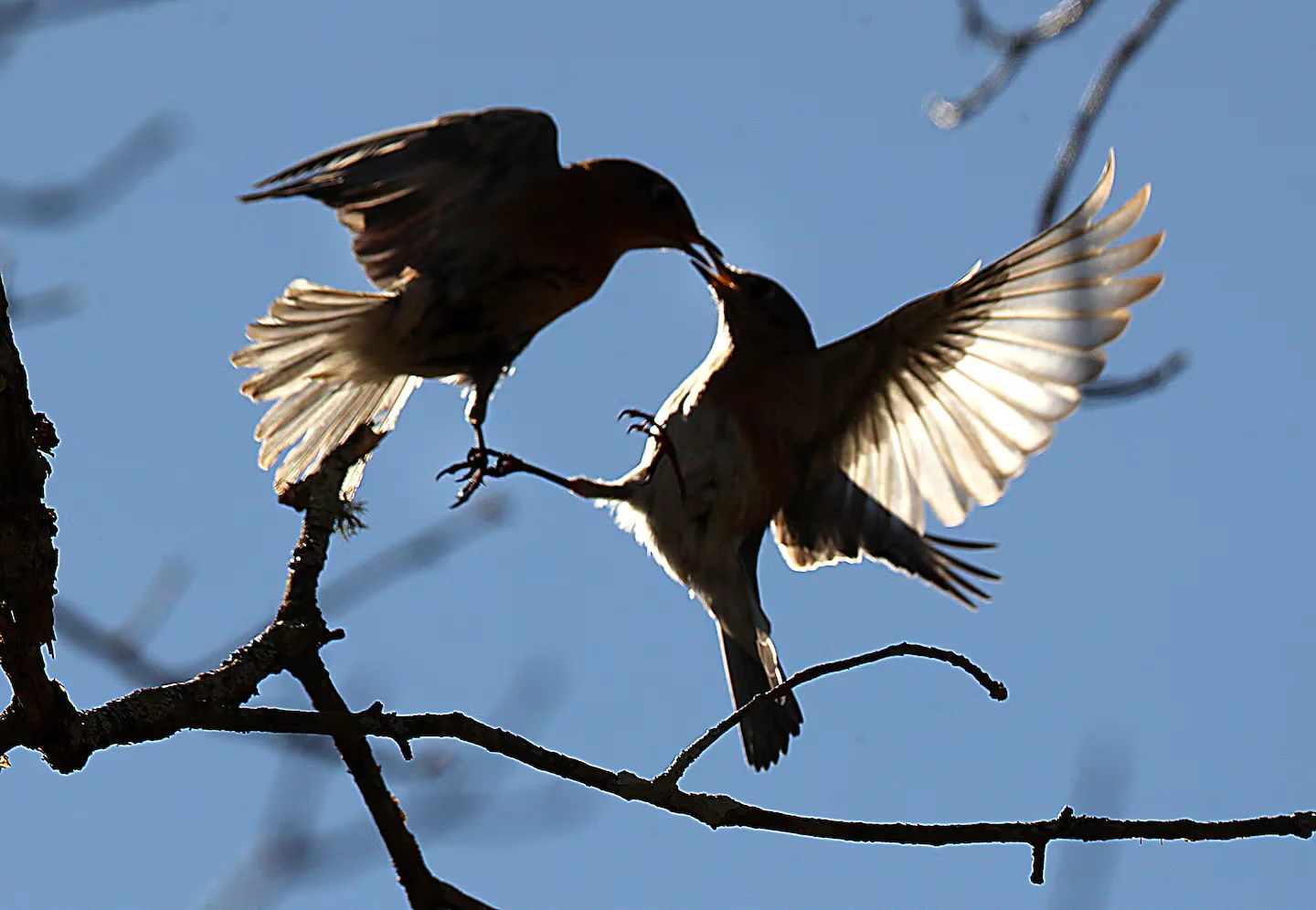 Spring Signals Quietly Bloom as New England Warms, Not on a Calendar