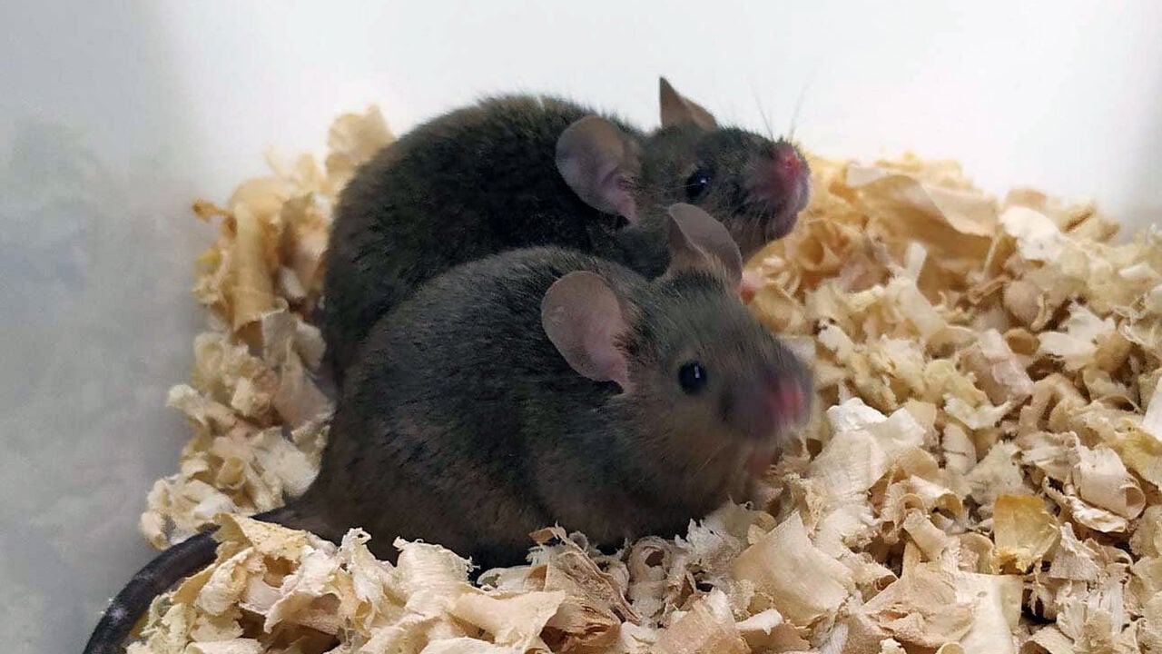 Featured image for Scientists Create Fertile Mice with Two Fathers, Paving Way for Same-Sex Parenthood