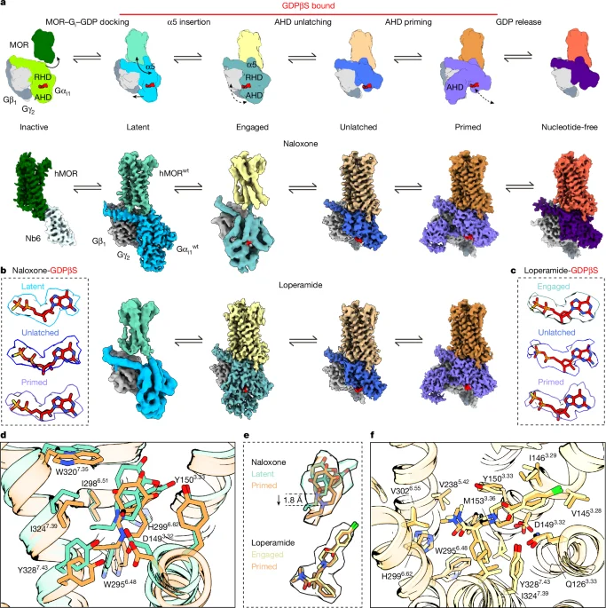 Revealing μ-Opioid Receptor Dynamics for Safer Painkillers
