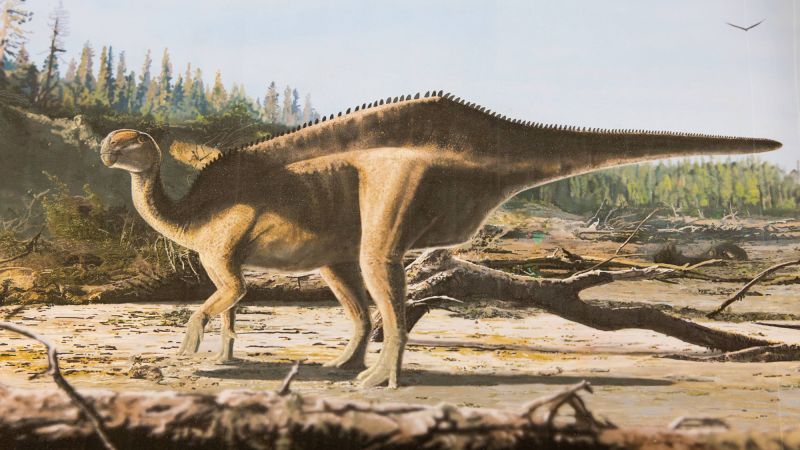 Featured image for New sail-backed dinosaur species discovered, named after yachtswoman