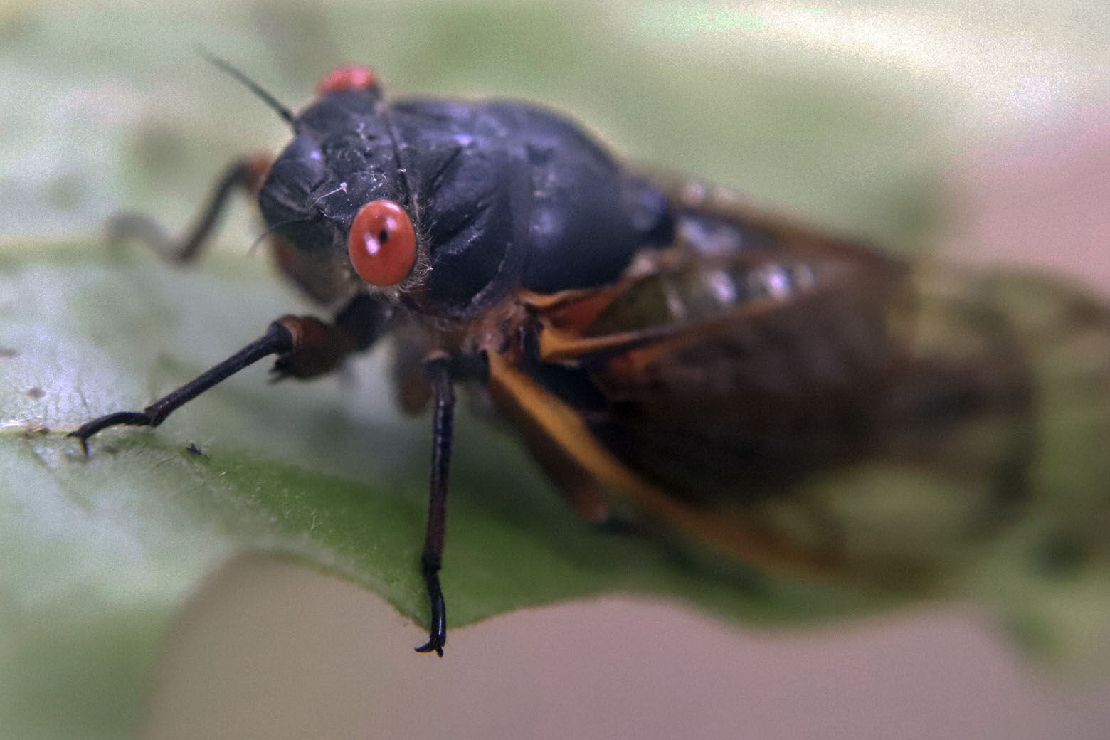 "Rare Co-Emergence: 2024 Cicada Swarms to Hit Multiple States"