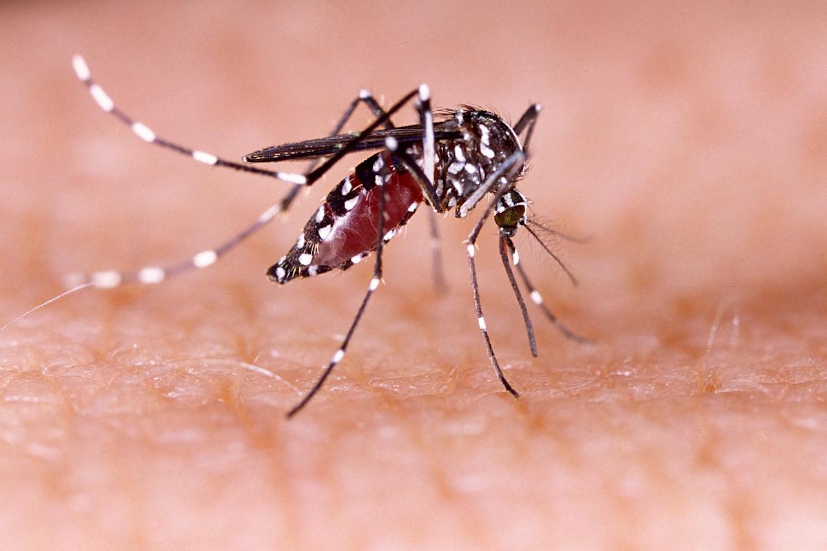 Featured image for Las Vegas Faces Urgent Mosquito Crisis