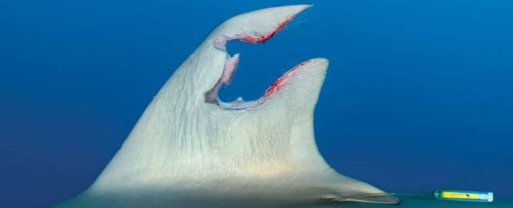 Shark Astonishes Scientists by Regenerating Torn Fin in Under a Year