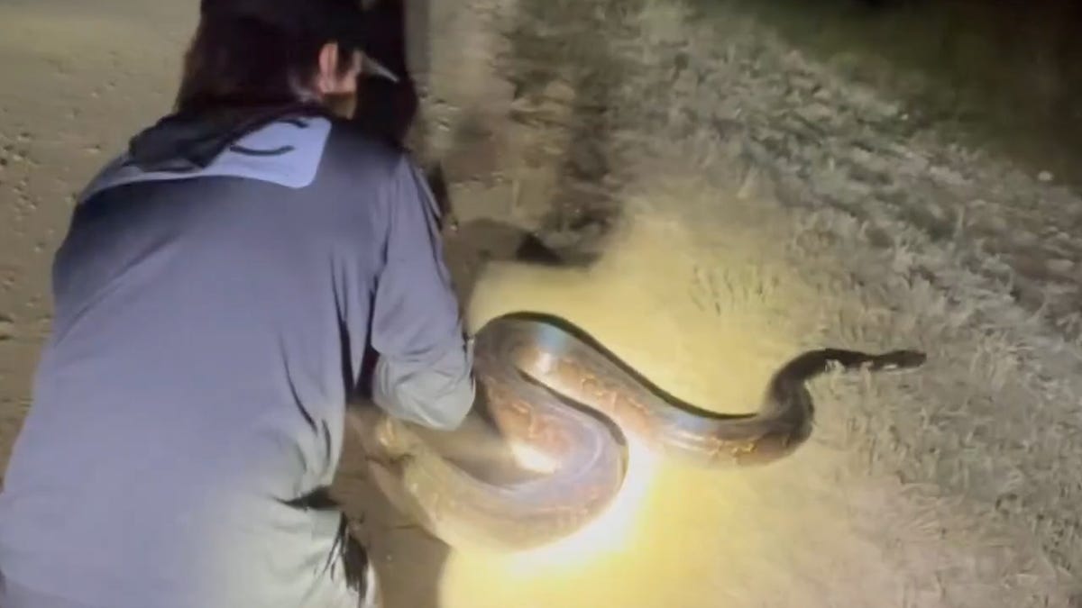 Featured image for Florida Snake Wranglers Capture Massive 198-Pound Burmese Python