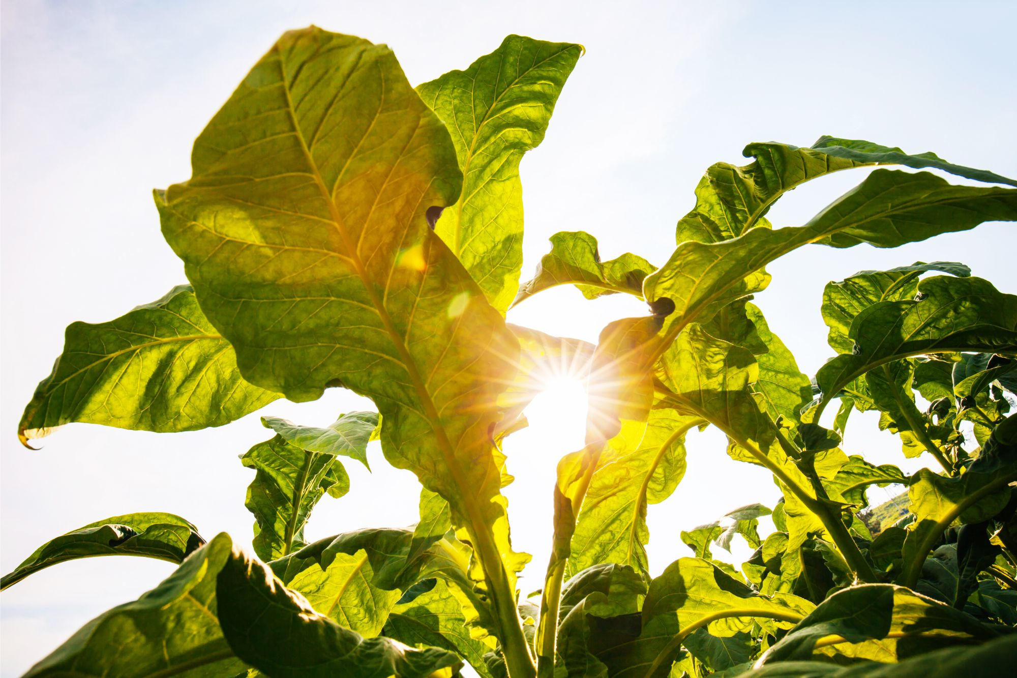 "Algae-powered breakthrough boosts photosynthesis, say Cornell researchers"