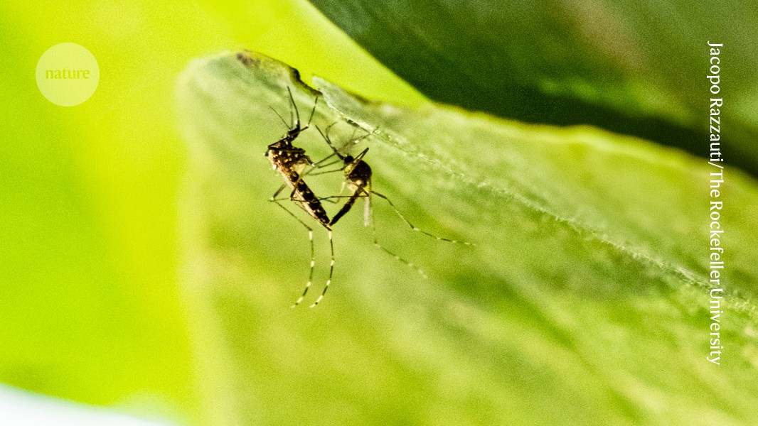 Featured image for Glowing Sperm Unveils Mosquito Mating Secrets