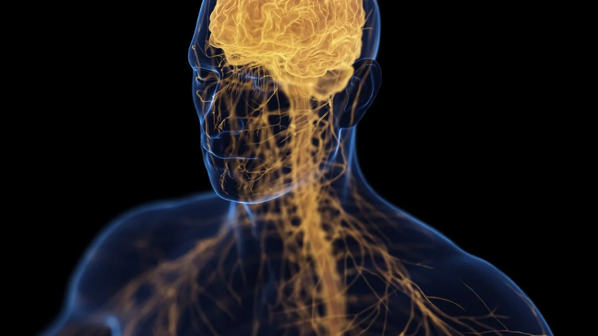 Bone-Brain Axis Sparks a Two-Way Link Between Mood and Bone Health