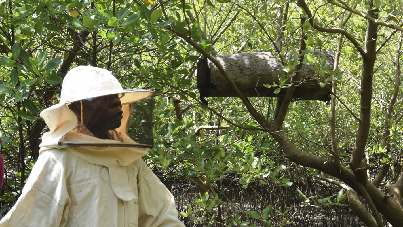 Featured image for Kenyans Use Hidden Beehives to Safeguard Mangroves from Logging