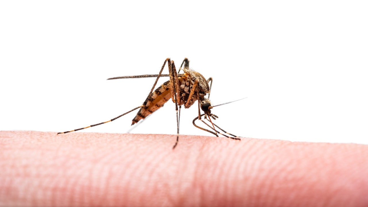 FDA Approves First Vaccine for Chikungunya Virus, a Global Health Threat