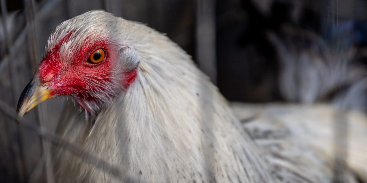 "Colorado Confirms Multiple Human Bird Flu Cases, Urgent Action Needed"