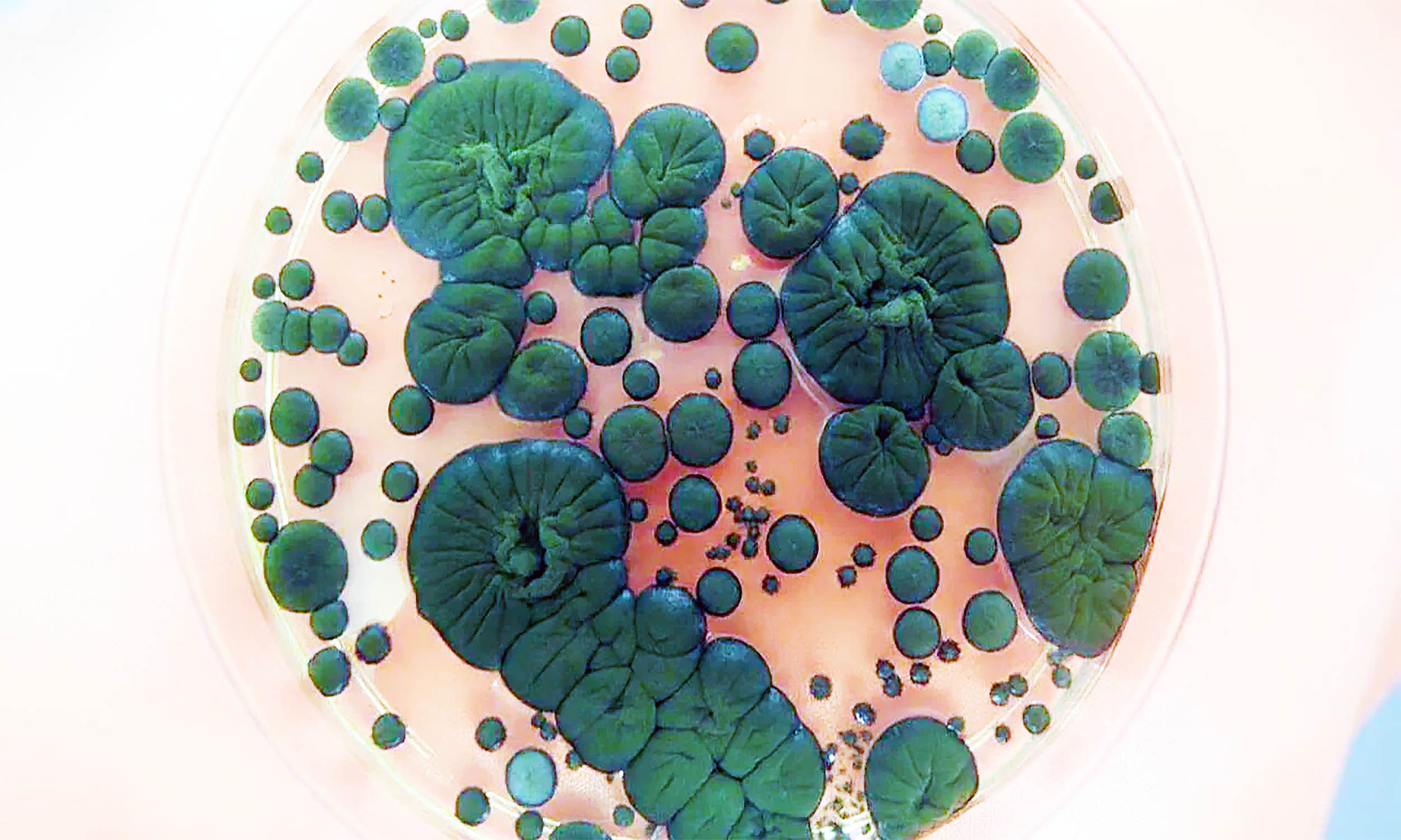 Featured image for Black Fungus at Chernobyl Evolves to Consume Radiation, Aiding Space Exploration