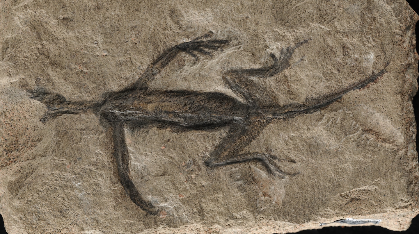 Featured image for "Study Reveals Ancient Reptile Fossil Was Falsely Altered with Paint"