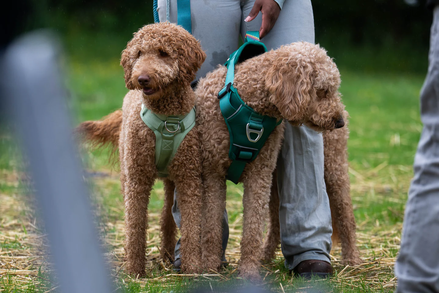 Featured image for Dogs as Key Allies in Cancer Research and Cure
