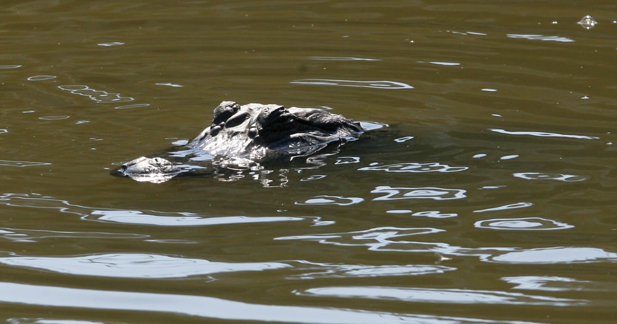 Featured image for Alligator Found with Missing Texas Woman's Remains in Jaws