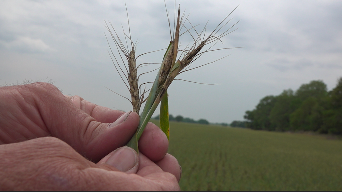 Featured image for Kansas farmers face dire wheat harvest due to ongoing drought.