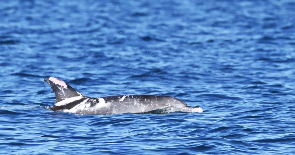 Featured image for "Speckles: The Rare Piebald Dolphin Making Waves in Australia"