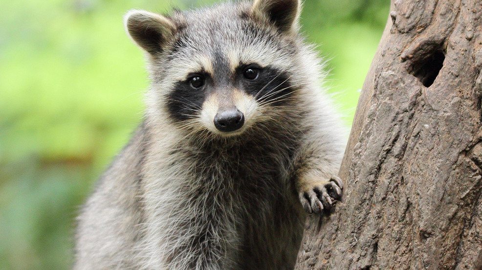 Raccoon attacks on the rise in Bowdoinham