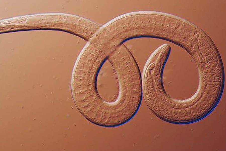 Featured image for Family Contracts Worms from Undercooked Bear Meat: CDC