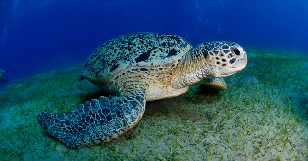 Featured image for Sea Turtle Stew Causes Fatal Food Poisoning in the Philippines