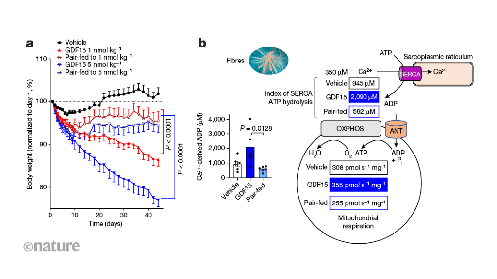 Featured image for Uncovering the Hormonal Pathway to Boost Muscle Energy Burn and Weight Loss