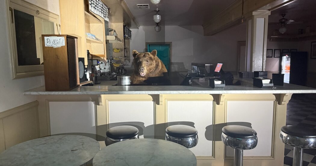 Featured image for Bear Breaks Into Lake Tahoe Ice Cream Shop, Favors Strawberry
