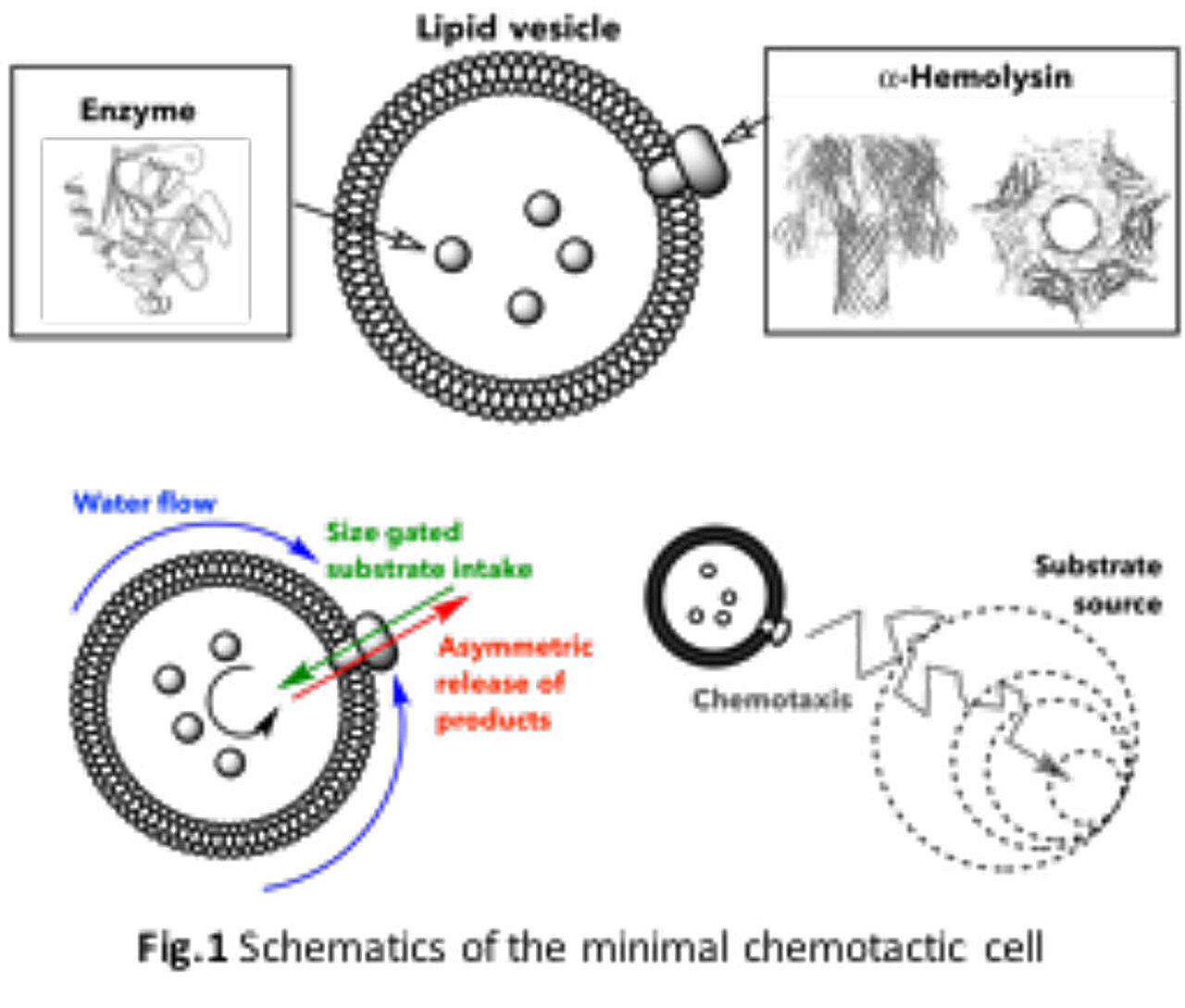 Featured image for Scientists Develop Chemically Navigating Artificial Cell